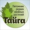 Тайга. Питомник редких хвойных растений.